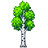 birch tree, white trunk